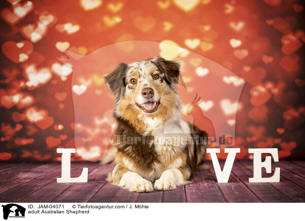 ausgewachsener Australian Shepherd / adult Australian Shepherd / JAM-04071