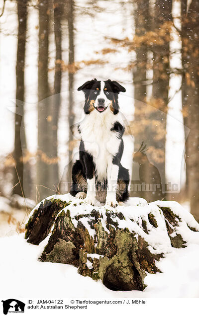 ausgewachsener Australian Shepherd / adult Australian Shepherd / JAM-04122