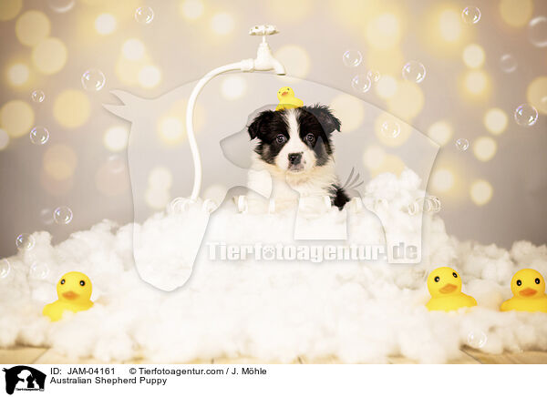 Australian Shepherd Welpe / Australian Shepherd Puppy / JAM-04161