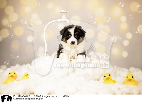 Australian Shepherd Welpe / Australian Shepherd Puppy / JAM-04166