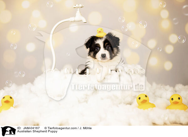 Australian Shepherd Welpe / Australian Shepherd Puppy / JAM-04167