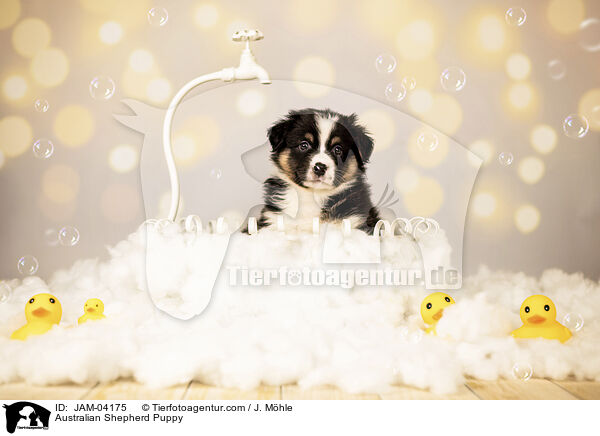 Australian Shepherd Welpe / Australian Shepherd Puppy / JAM-04175