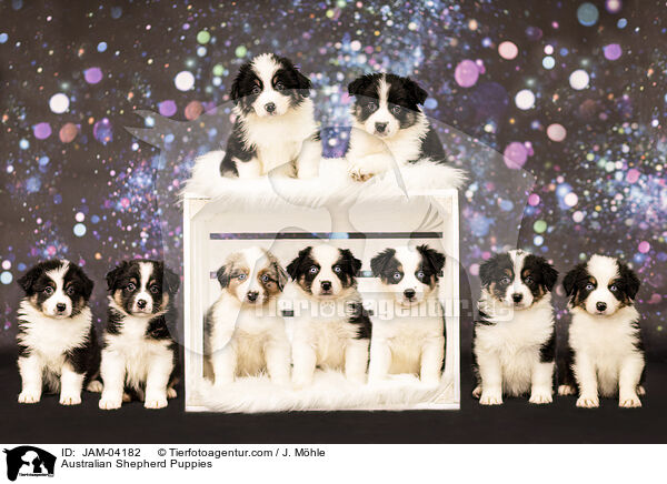 Australian Shepherd Welpen / Australian Shepherd Puppies / JAM-04182