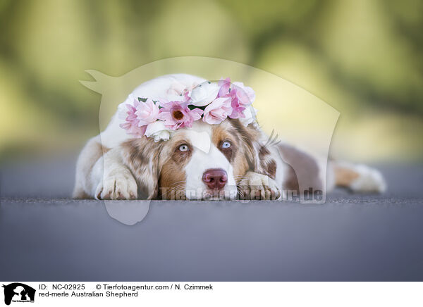 red-merle Australian Shepherd / red-merle Australian Shepherd / NC-02925