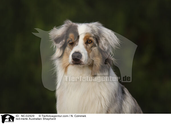 red-merle Australian Shepherd / red-merle Australian Shepherd / NC-02929