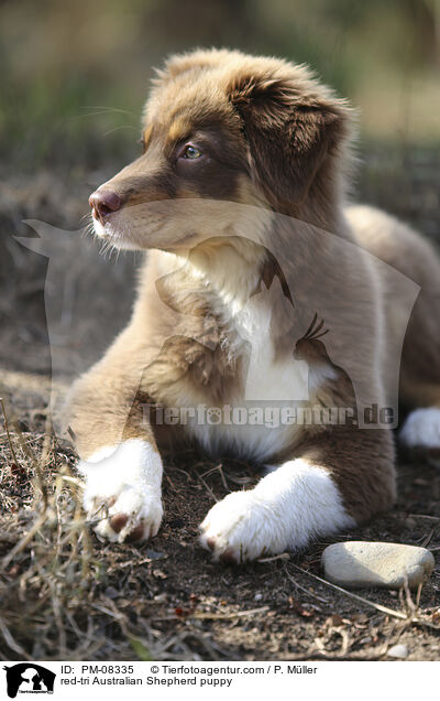 red-tri Australian Shepherd puppy / PM-08335