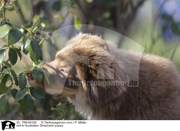 red-tri Australian Shepherd Welpe / red-tri Australian Shepherd puppy / PM-08336