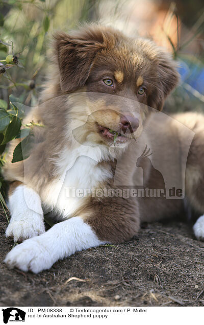 red-tri Australian Shepherd Welpe / red-tri Australian Shepherd puppy / PM-08338