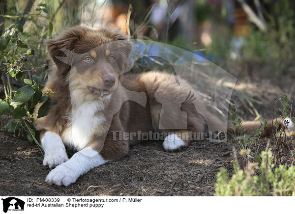 red-tri Australian Shepherd Welpe / red-tri Australian Shepherd puppy / PM-08339