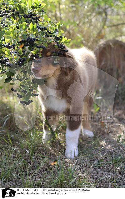 red-tri Australian Shepherd Welpe / red-tri Australian Shepherd puppy / PM-08341