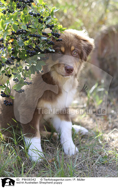 red-tri Australian Shepherd puppy / PM-08342