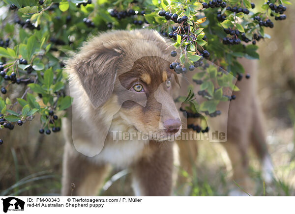 red-tri Australian Shepherd Welpe / red-tri Australian Shepherd puppy / PM-08343