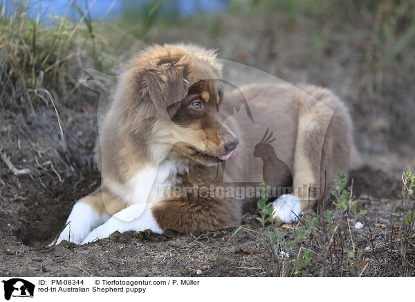 red-tri Australian Shepherd puppy / PM-08344