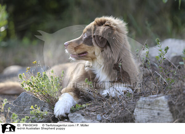 red-tri Australian Shepherd puppy / PM-08349