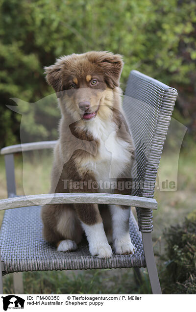 red-tri Australian Shepherd puppy / PM-08350
