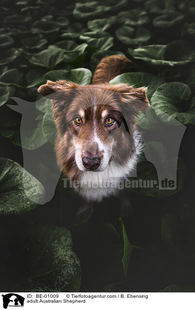 ausgewachsener Australian Shepherd / adult Australian Shepherd / BE-01009