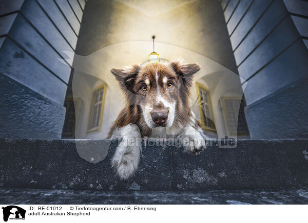 ausgewachsener Australian Shepherd / adult Australian Shepherd / BE-01012