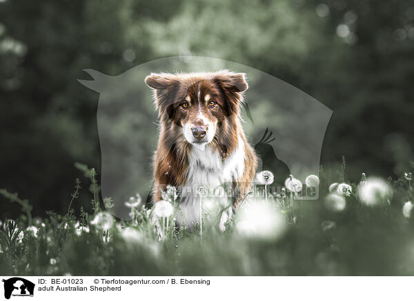 ausgewachsener Australian Shepherd / adult Australian Shepherd / BE-01023