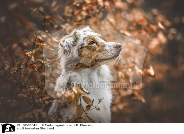 ausgewachsener Australian Shepherd / adult Australian Shepherd / BE-01041