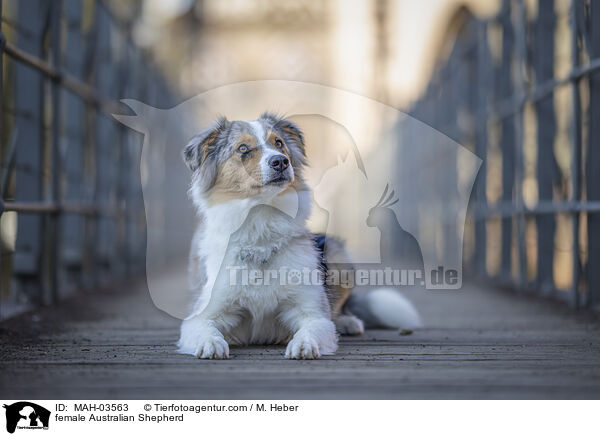 Australian Shepherd Hndin / female Australian Shepherd / MAH-03563