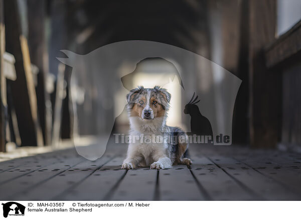 Australian Shepherd Hndin / female Australian Shepherd / MAH-03567