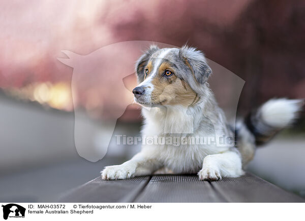 Australian Shepherd Hndin / female Australian Shepherd / MAH-03572