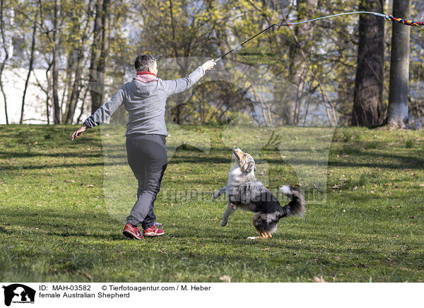 Australian Shepherd Hndin / female Australian Shepherd / MAH-03582