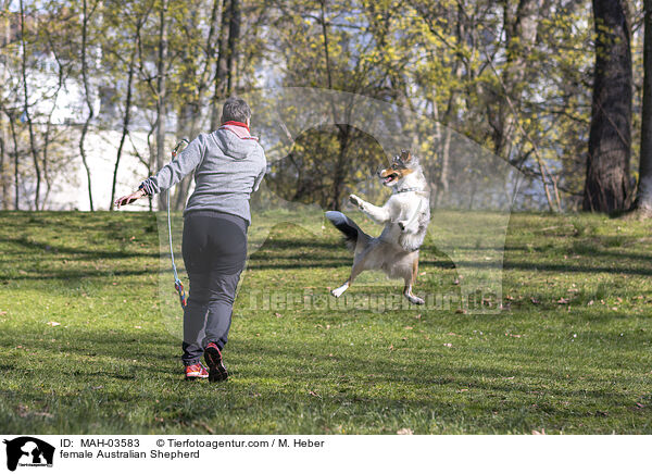 Australian Shepherd Hndin / female Australian Shepherd / MAH-03583