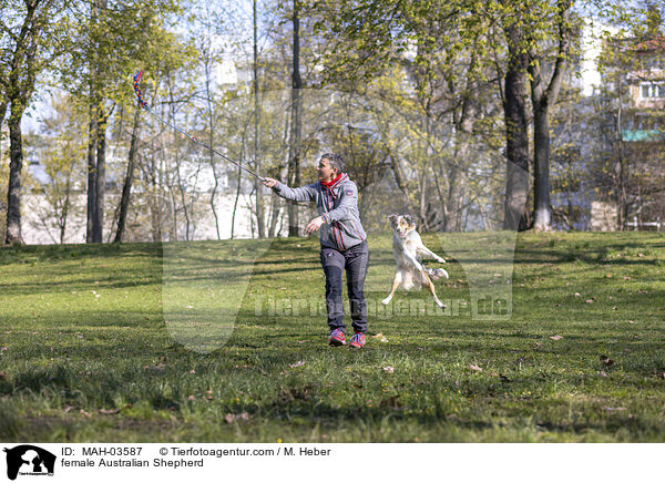 Australian Shepherd Hndin / female Australian Shepherd / MAH-03587