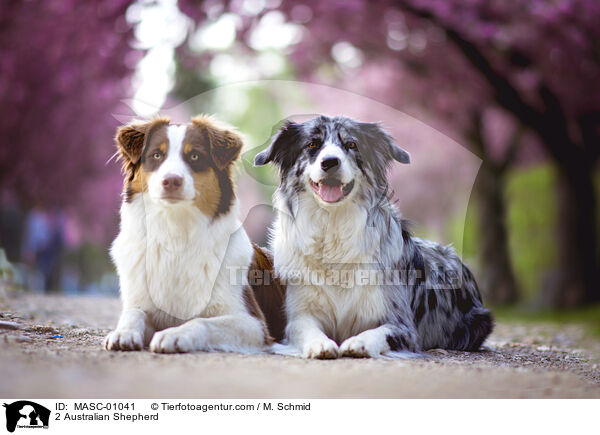 2 Australian Shepherd / 2 Australian Shepherd / MASC-01041