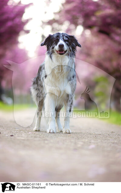 Australian Shepherd / Australian Shepherd / MASC-01161