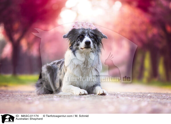 Australian Shepherd / Australian Shepherd / MASC-01174