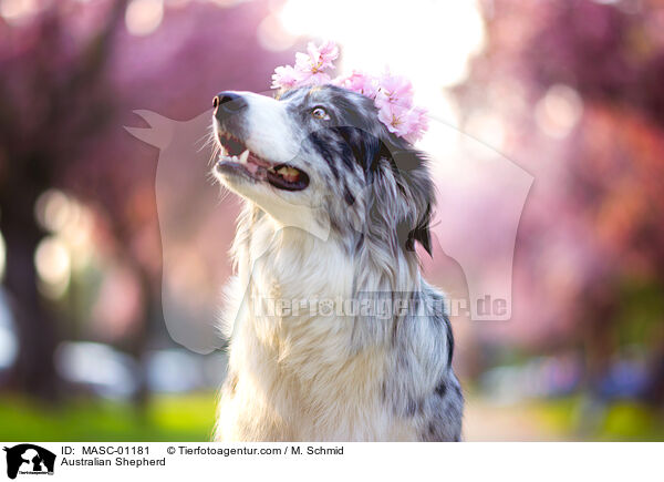 Australian Shepherd / Australian Shepherd / MASC-01181