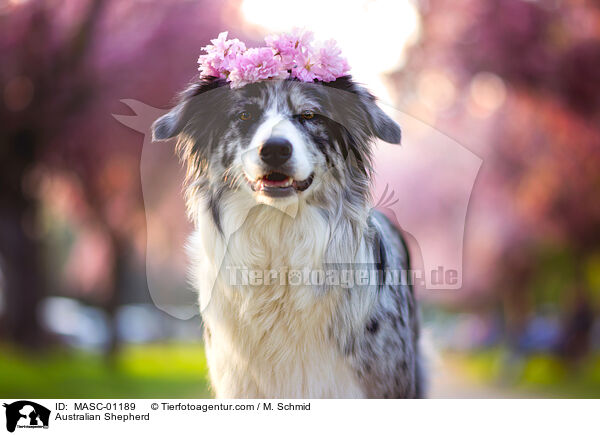 Australian Shepherd / Australian Shepherd / MASC-01189