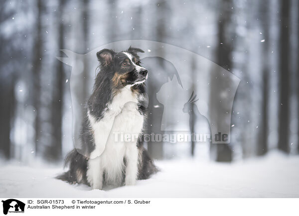 Australian Shepherd im Winter / Australian Shepherd in winter / SGR-01573