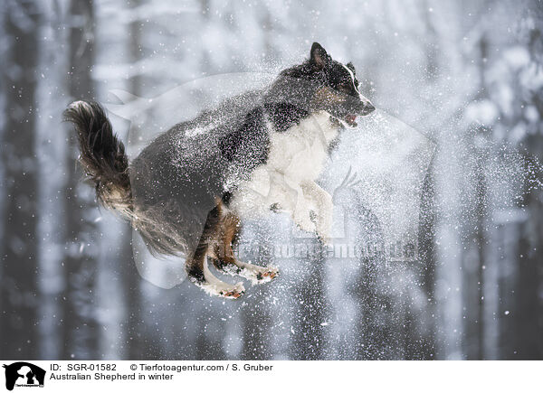 Australian Shepherd im Winter / Australian Shepherd in winter / SGR-01582