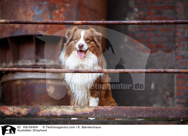 Australian Shepherd / Australian Shepherd / KB-08469