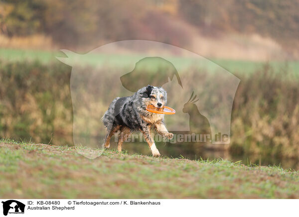 Australian Shepherd / Australian Shepherd / KB-08480