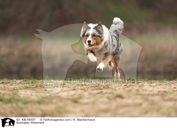 Australian Shepherd / Australian Shepherd / KB-08557