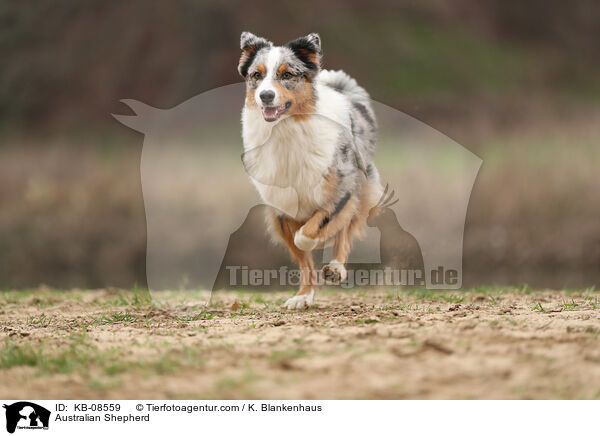 Australian Shepherd / Australian Shepherd / KB-08559
