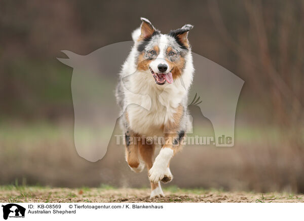 Australian Shepherd / Australian Shepherd / KB-08569