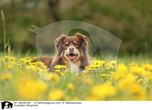 Australian Shepherd / Australian Shepherd / KB-09192