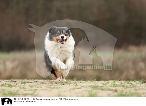 Australian Shepherd / Australian Shepherd / KB-09228