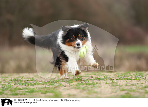 Australian Shepherd / Australian Shepherd / KB-09234