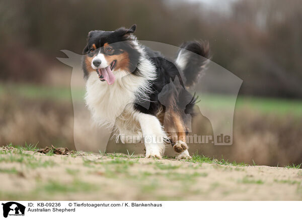 Australian Shepherd / Australian Shepherd / KB-09236
