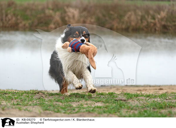 Australian Shepherd / Australian Shepherd / KB-09270