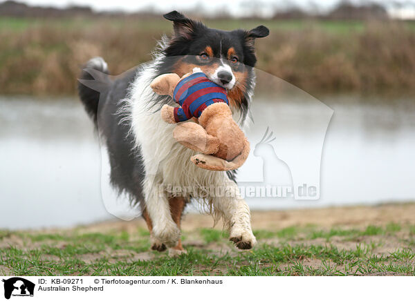 Australian Shepherd / Australian Shepherd / KB-09271