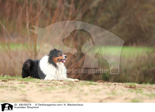 Australian Shepherd / Australian Shepherd / KB-09279