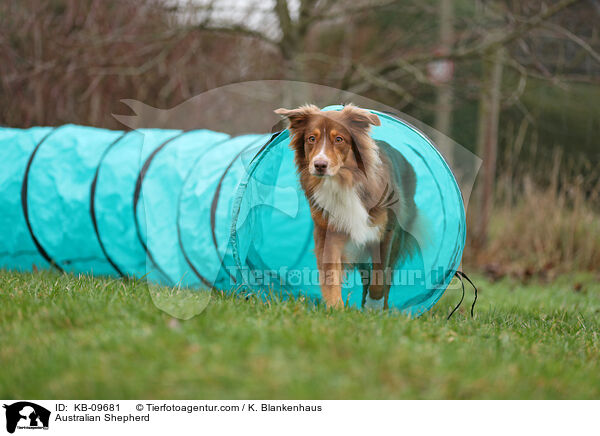 Australian Shepherd / Australian Shepherd / KB-09681