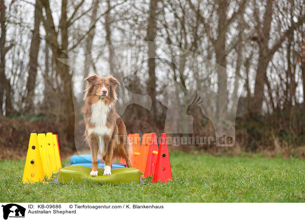 Australian Shepherd / Australian Shepherd / KB-09686